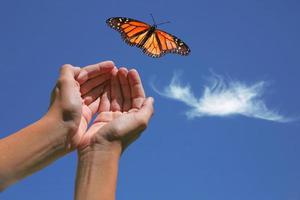 mariposa monarca liberada foto
