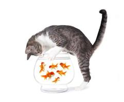 gato pescando peces dorados en un tazón de acuario foto