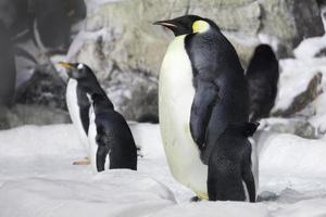 pingüino emperador mirando foto