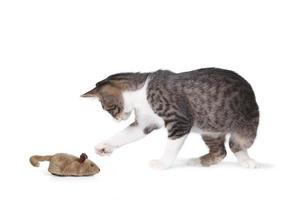 Funny Cat and Fake Mouse photo