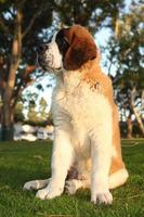 lindo cachorro de pura raza san bernardo foto