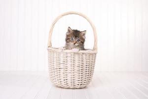 Maincoon Kitten With Big Eyes In Basket photo