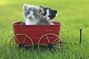 Kittens Outdoors in Natural Light photo