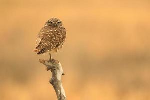 Burrowing Juvenile Owls in Southern California in Their Wild Habitat photo