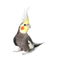 Grey Curious Cockatiel Isolated photo