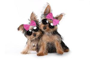 Yorkshire Terrier Puppies Dressed up in Pink photo