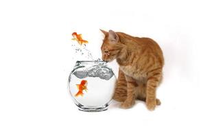 Funny Image of Cat Watching Escaping Fish photo