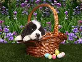 Saint Bernard Puppy Portrait photo