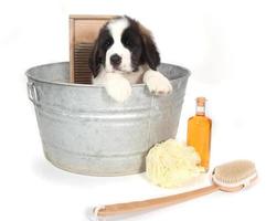 Cachorro de San Bernardo en una tina para la hora del baño foto