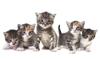 Cute Newborn Baby Kittens Easily Isolated on White photo