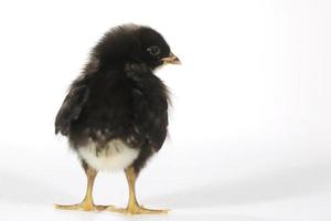 Adorable pollito de pollo sobre fondo blanco. foto