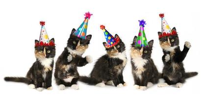5 gatitos sobre un fondo blanco con gorros de cumpleaños foto