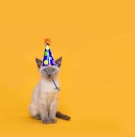 Cortar el gato de fiesta siamés con sombrero de cumpleaños foto
