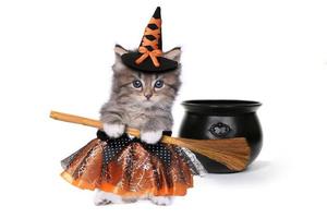 Cute Halloween Witch Themed Kitten photo