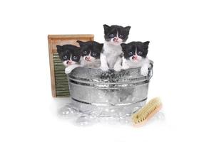 gatitos tomando un baño en una tina con cepillo y burbujas foto