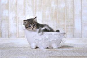 Gatito descansando en una bañera con patas con burbujas foto