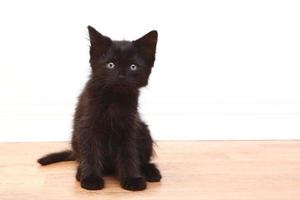 Gatito bebé negro curioso sobre blanco foto