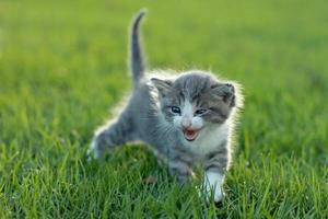 gatito bebé al aire libre en la hierba foto