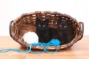 Curious Kittens Inside a Basket on White photo