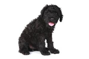 Cute Black Russian Terrier Puppy Dog on White Background photo