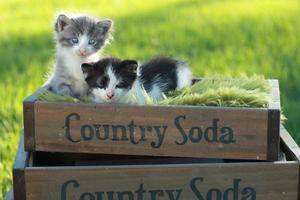 Kittens Outdoors in Natural Light photo