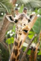 Funny Speaking Giraffe photo