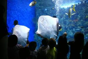 Sting Rays in a Giant Aquarium With Children Watching
