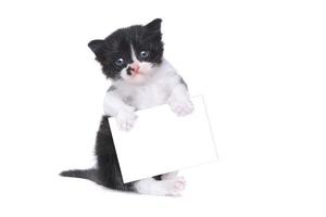 Lindo gatito estilo esmoquin bebé sobre fondo blanco. foto