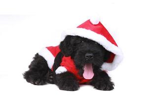 Cute Black Russian Terrier Puppy Dog as Santa on White Background