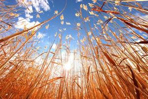 pasto de trigo al aire libre en un día soleado foto