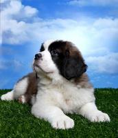 Adorable Saint Bernard Pups photo