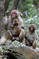 Monos rhesus salvajes que viven en el parque nacional de Zhangjiajie China