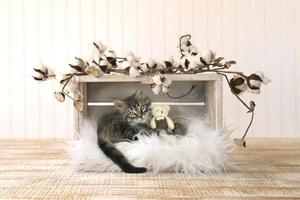 gatito con ositos de peluche y brotes de algodón foto
