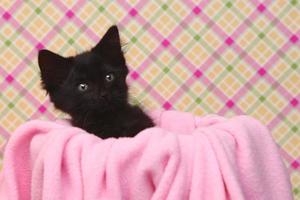 Curious Kitten on a Pink Soft Background