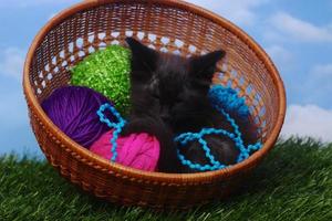 Adorable Kitten in a Case Filled with Yarn photo