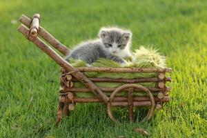 Baby Kitten Outdoors in Grass