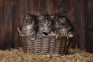Lindos y adorables gatitos en un granero con heno foto