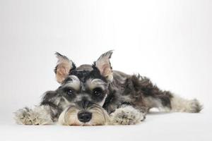 Cute Miniature Schnauzer Puppy Dog on White Background photo