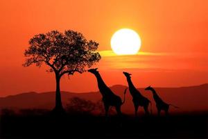 Grandes jirafas sudafricanas al atardecer en África foto
