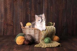 Cute Adorable Kitten photo