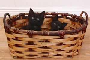 Gatitos curiosos dentro de una canasta en blanco
