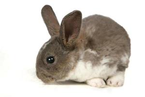 Adorable Bunny on White Background photo