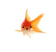 Goldfish sorprendido aislado sobre fondo blanco. foto