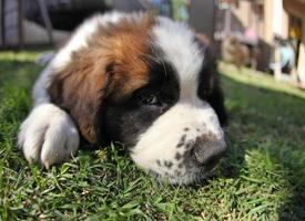 Puppy Lying in the Grass Looking Sad photo