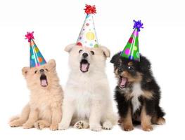 cachorros cantando la canción de feliz cumpleaños foto