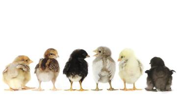 Many Baby Chick Chickens Lined Up on White photo