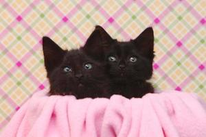 Cute Black Kittens on Pink Pretty Background photo