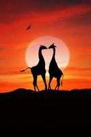 Large South African Giraffes at Sunset in Africa photo