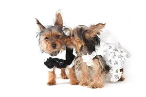 La novia y el novio cachorros de yorkshire terrier en blanco foto