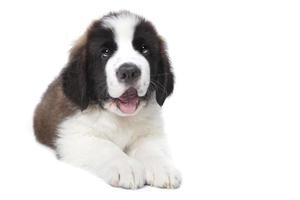 Cute Saint Bernard Purebred Puppy photo